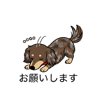 名前入りダックスロングチョコダップル（個別スタンプ：7）