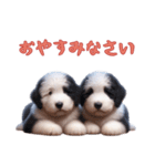 オールドイングリッシュシープドッグベビー（個別スタンプ：1）