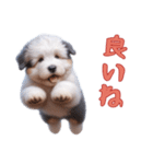 オールドイングリッシュシープドッグベビー（個別スタンプ：4）