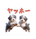オールドイングリッシュシープドッグベビー（個別スタンプ：8）