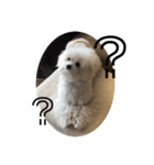 白いふわふわの犬D（個別スタンプ：2）