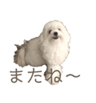 白いふわふわの犬D（個別スタンプ：3）