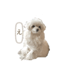 白いふわふわの犬D（個別スタンプ：4）
