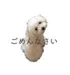 白いふわふわの犬D（個別スタンプ：6）