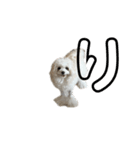 白いふわふわの犬D（個別スタンプ：8）