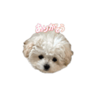 白いふわふわの犬D（個別スタンプ：9）