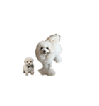 白いふわふわの犬D（個別スタンプ：10）