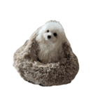 白いふわふわの犬D（個別スタンプ：13）