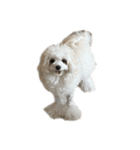 白いふわふわの犬D（個別スタンプ：14）