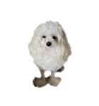 白いふわふわの犬D（個別スタンプ：15）