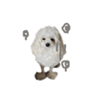 白いふわふわの犬D（個別スタンプ：16）