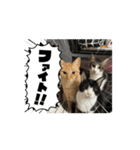 えびニャンズ（個別スタンプ：5）