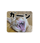 えびニャンズ（個別スタンプ：6）