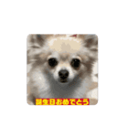 アエラのスタンプ（個別スタンプ：2）