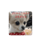 アエラのスタンプ（個別スタンプ：11）