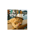 クスッと笑える小花達の会話（日本語）（個別スタンプ：2）