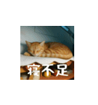 クスッと笑える小花達の会話（日本語）（個別スタンプ：7）