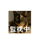 クスッと笑える小花達の会話（日本語）（個別スタンプ：15）