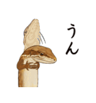 ニホンカナヘビのスタンプ2（個別スタンプ：5）