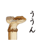 ニホンカナヘビのスタンプ2（個別スタンプ：6）