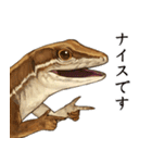 ニホンカナヘビのスタンプ2（個別スタンプ：12）