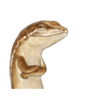 ニホンカナヘビのスタンプ2（個別スタンプ：21）