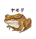 ニホンカナヘビのスタンプ2（個別スタンプ：35）