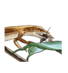 ニホンカナヘビのスタンプ2（個別スタンプ：40）