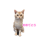うちのルイちゃん（個別スタンプ：5）
