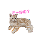 うちのルイちゃん（個別スタンプ：6）