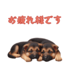 [お疲れ様です専用]ジャーマンシェパード（個別スタンプ：16）