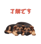 [了解です専用]ジャーマンシェパードベビー（個別スタンプ：14）