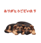 [ありがとう専用]ジャーマンシェパード（個別スタンプ：6）