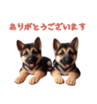 [ありがとう専用]ジャーマンシェパード（個別スタンプ：10）