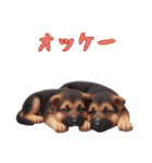 [オッケー専用]ジャーマンシェパードベビー（個別スタンプ：3）