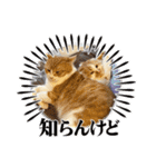 モッフリー（個別スタンプ：15）
