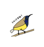 野鳥との出会い〜シンガポール編〜（個別スタンプ：1）