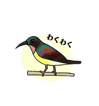 野鳥との出会い〜シンガポール編〜（個別スタンプ：8）