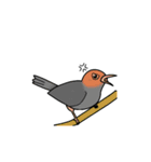 野鳥との出会い〜シンガポール編〜（個別スタンプ：12）