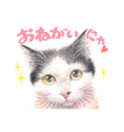 いつだってお猫様2（個別スタンプ：11）