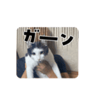 マルの日常だよーーーん（個別スタンプ：2）