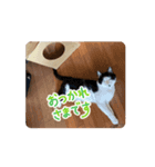 マルの日常だよーーーん（個別スタンプ：4）