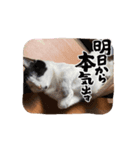 マルの日常だよーーーん（個別スタンプ：5）
