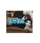マルの日常だよーーーん（個別スタンプ：7）