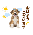 シェパード子犬の毎日スタンプ（個別スタンプ：1）