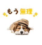 シェパード子犬の毎日スタンプ（個別スタンプ：3）
