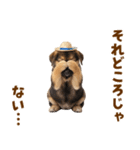 シェパード子犬の毎日スタンプ（個別スタンプ：4）
