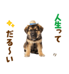 シェパード子犬の毎日スタンプ（個別スタンプ：6）