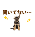 シェパード子犬の毎日スタンプ（個別スタンプ：7）