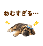 シェパード子犬の毎日スタンプ（個別スタンプ：9）